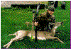 My Deer I shot in 1998